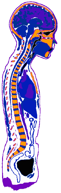 Axial view of a selection of tissues segmented from MR Images of the head